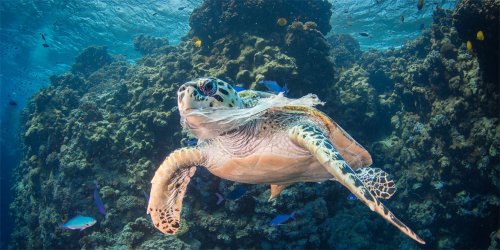世界海洋日：保护海洋 向塑料污染宣战