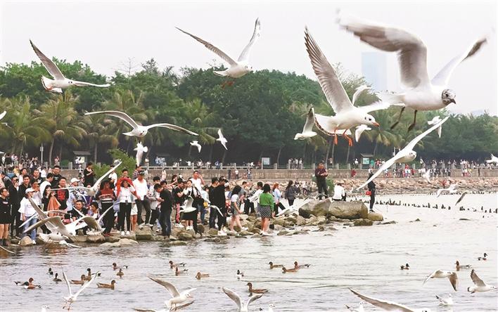 深圳湾候鸟.jpg